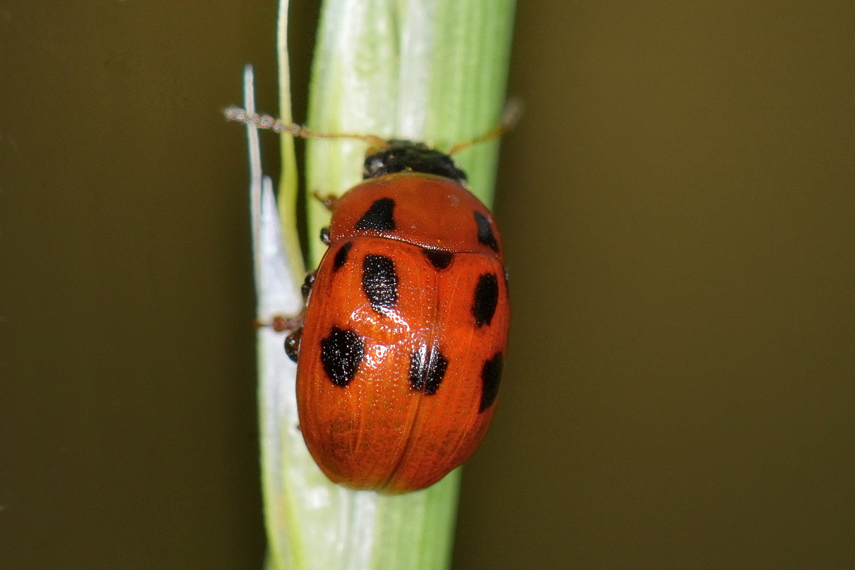 Gonioctena fornicata, Chrysomelidae